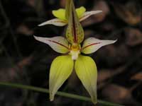 Cowslip Orchid