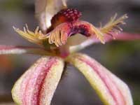 Crab Lipped Orchid