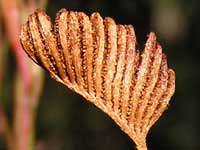 Forked Comb Fern