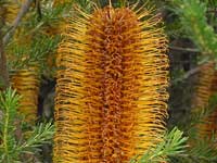 Heath Banksia