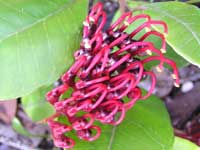 Laurel-leaf Grevillea