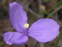 Leafy Purple Flag