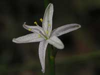 Pale Grass-lily