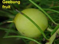 Mossy Geebung fruit