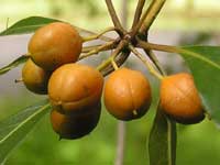 Sweet Pittosporum fruit