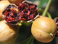 Sweet Pittosporum fruit