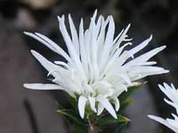 Rice-flower Pseudanthus