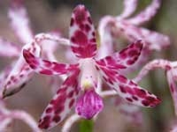 Splotched Hyacinth Orchid