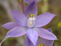 Shy Sun Orchid