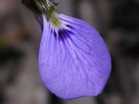 Slender Violet-bush