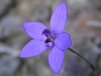Small Waxlip Orchid