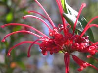 Red Spider Flower