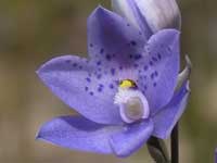 Spotted Sun Orchid