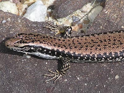 Yellow-bellied Water-skink