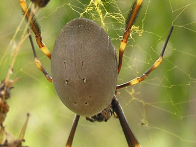 Golden Orb-weaving Spider